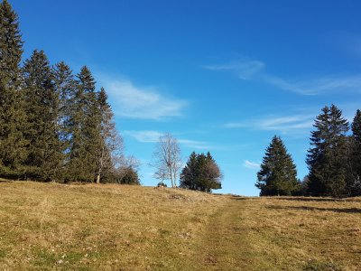 Le retour dans les pâturages