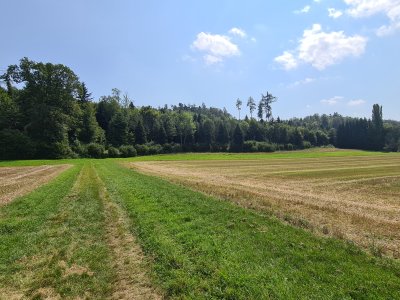 Chemin pour rejoindre la forêt depuis Vinelz.