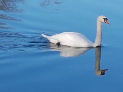 Cygne à l'embouchure