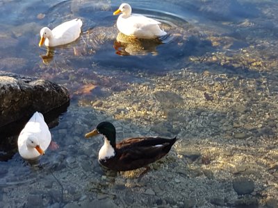 Canards