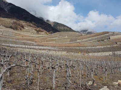 La vigne en hiver