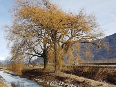 Des saules le long du canal de Gru