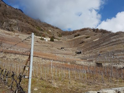 Vignes vertigineuses