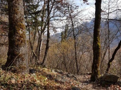 Sentier en forêt