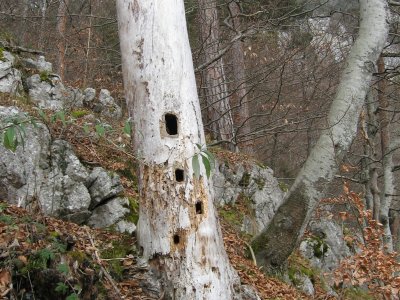 Tronc creusé par des pics