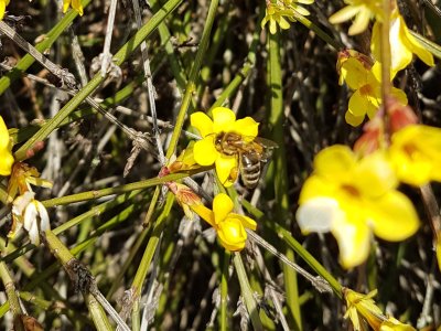 Abeille sur du jasmin à Oberwil bei Büren