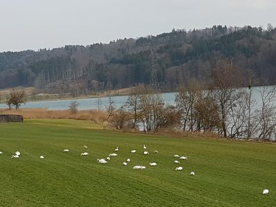 Les cygnes broutent