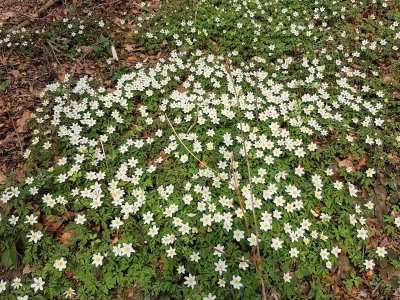 Anémones des bois