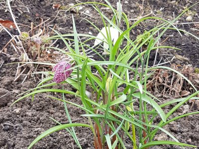 Fritillaires dans un jardin