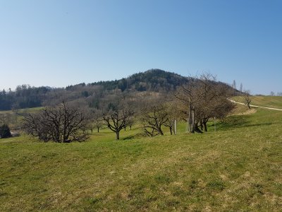 Cerisiers près de Frick