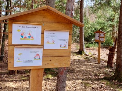 Dans la forêt