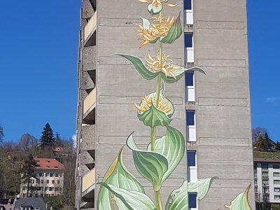 Mona Caron, Grande gentiane