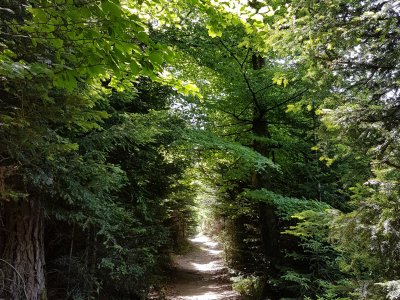 <p>Sentier ombragé<br></p>