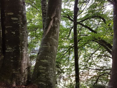 <p>Des hêtres sur la crête<br></p>