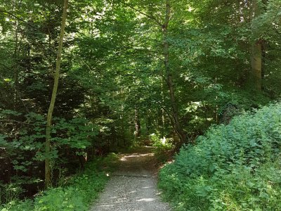 <p>Fraîcheur en forêt<br></p>