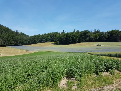 <p>A Bantigen, pommes de terre et bleuets dans les blés<br></p>