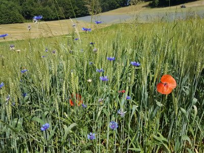 <p>Bleuets coquelicots<br></p>