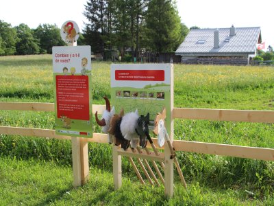 Découvre les différentes races de vaches allaitantes et leurs robes particulières.