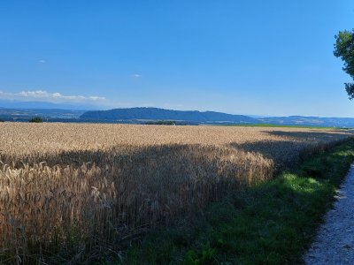 Le sentier longe les champs