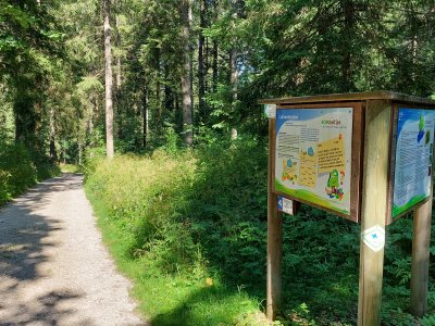 Le chemin dans la forêt