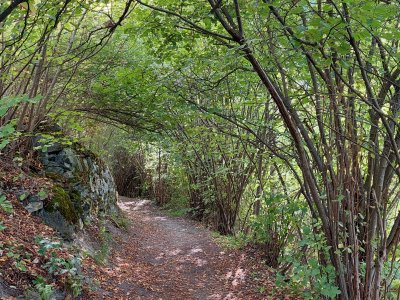 Dans la forêt