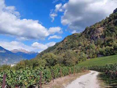 Chemin dans les vignes