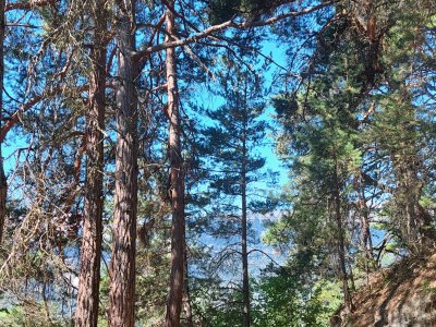 Le bisse de Niouc
