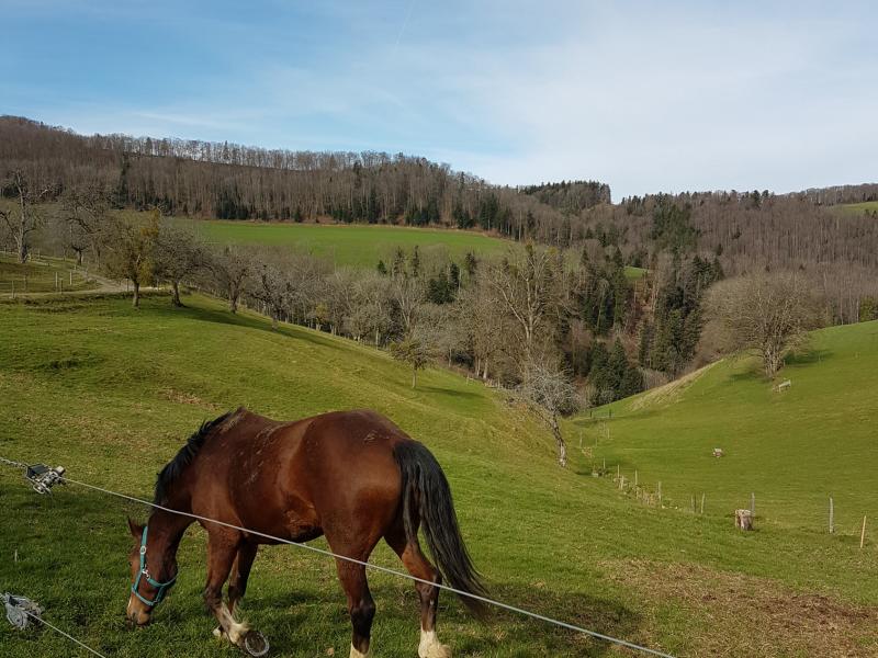 Bourrignon - Pleigne par Lucelle