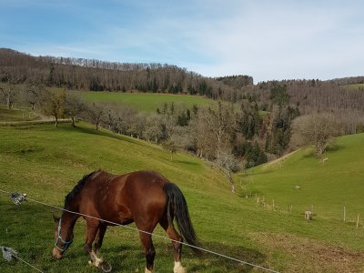 Cheval du Jura