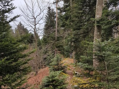 Suite du sentier