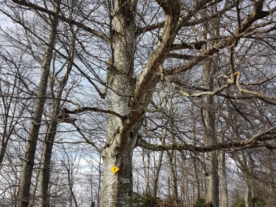 Forêt