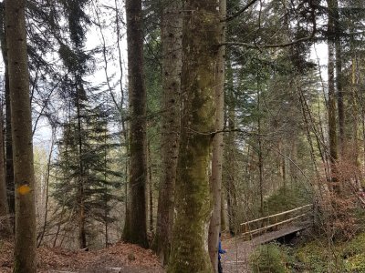 Descente en forêt