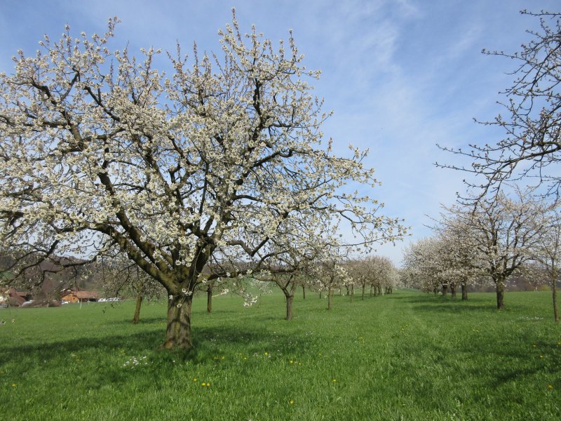Sommerau - Oltingen