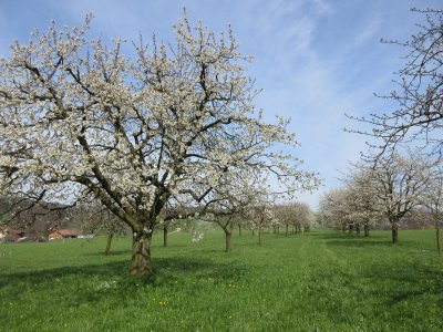 Cerisiers de Rünenberg
