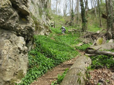 Montée en zigzag parfumée par l'ail des ours