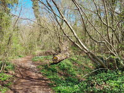 Le chemin dans la forêt
