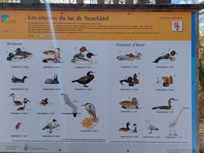 Panneau didactique: les oiseaux du lac de Neuchâtel