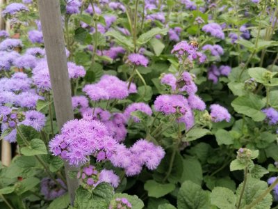 Fleurs