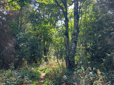 <p>Le chemin dans la forêt</p>