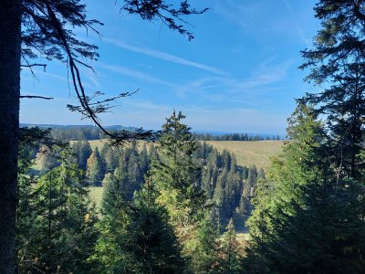 <p>Joli cour d'il entre les sapins</p>