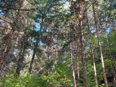 Le sentier dans la forêt