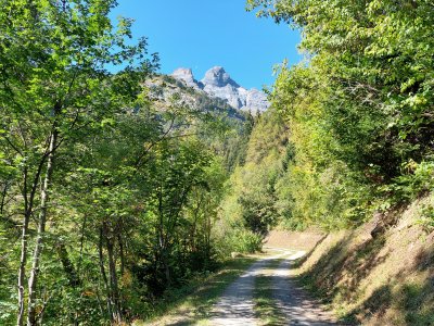 Jolie route forestière ombragée