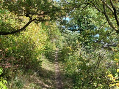 Joli chemin ombragé