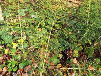 Prêles dans la forêt du Jorat