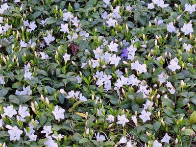 <p>Pervenches blanches</p>
