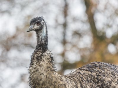 Un émeu qui habite un des parc de la fondation