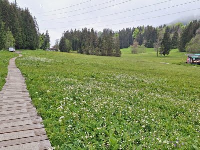 Sentier en bois dans les renoncules à feuilles d'aconit