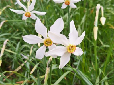 Fleurs épanouies et boutons