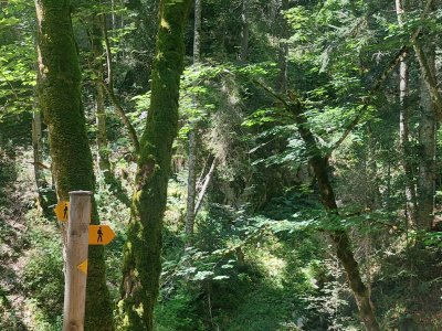 Le sentier à la montée