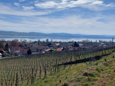 <p>Peu après le départ de Sugiez, joli coup d'il sur le vignoble et le lac</p>